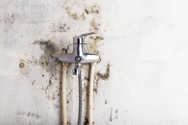 Best DIY Mold Remediation Support Services in Empire, CA