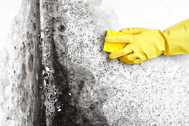 Best Commercial Mold Remediation in Empire, CA