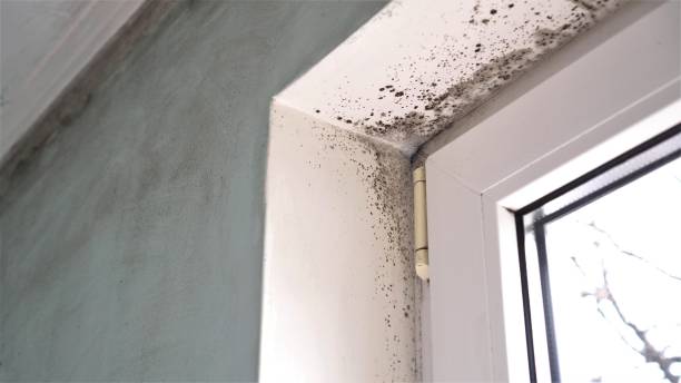 Best Attic Mold Remediation in Empire, CA
