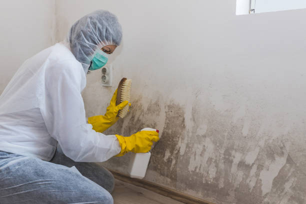 Best Black Mold Remediation in Empire, CA
